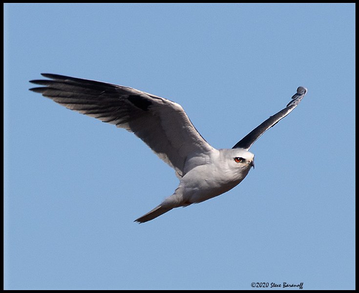 _0SB0238 white-tailed kite.jpg